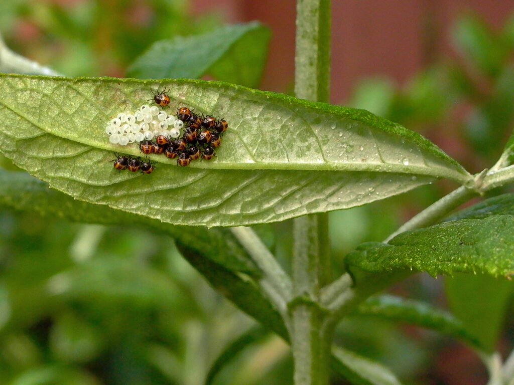 Invasive: Butterfly Bush leaf with stink bug