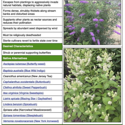 Invasive butterfly bush table
