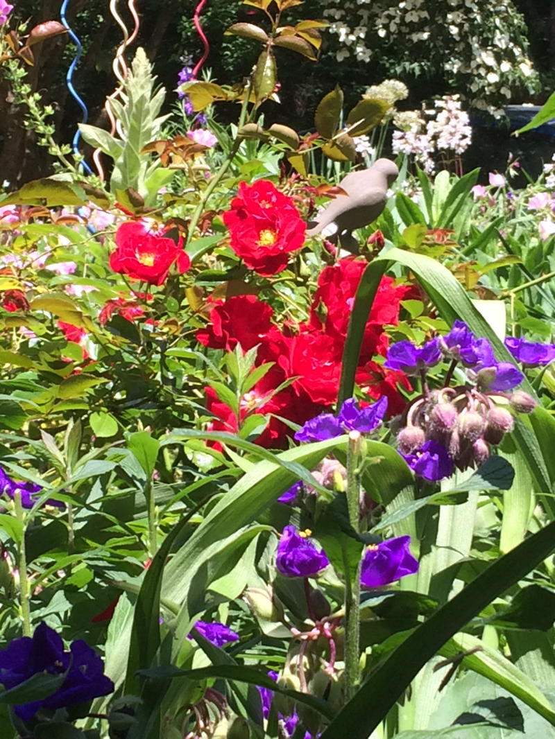 Poppy, spiderwort, primroses and beardtongue