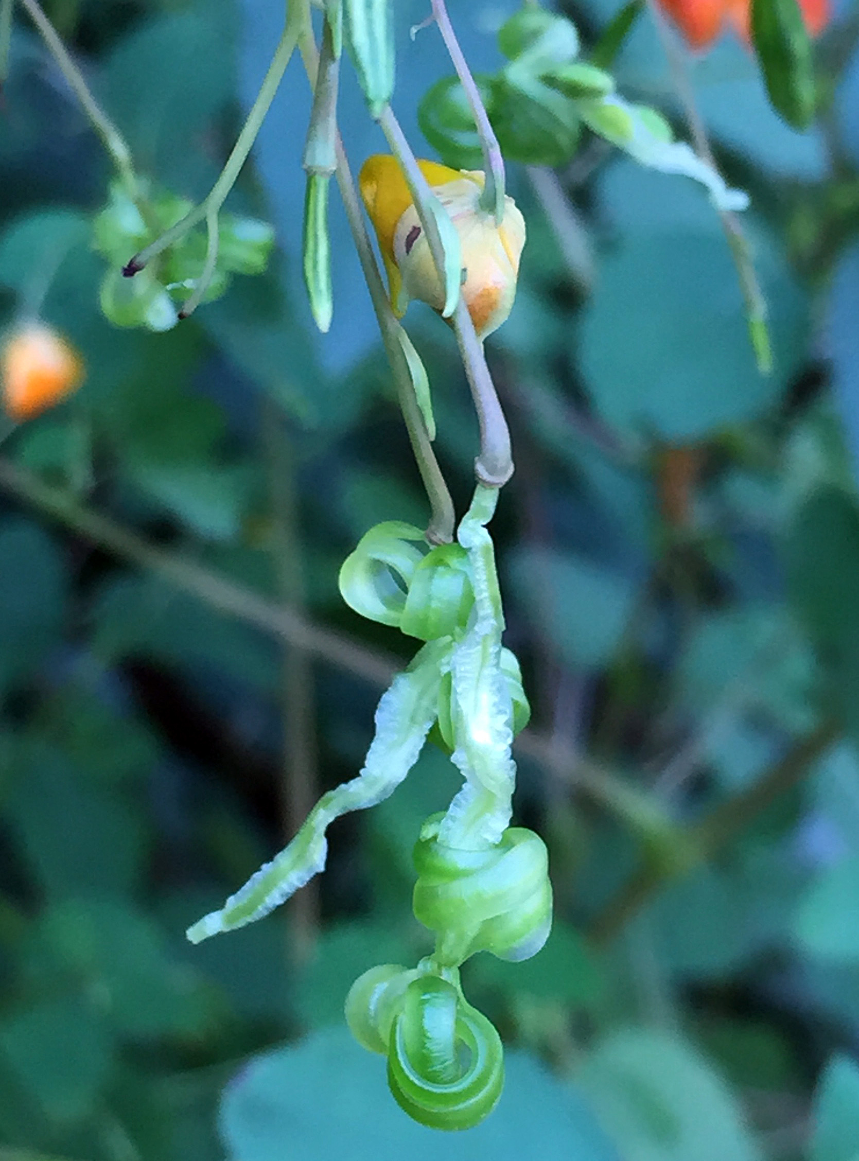 Orange Jewelweed burst seed capsule