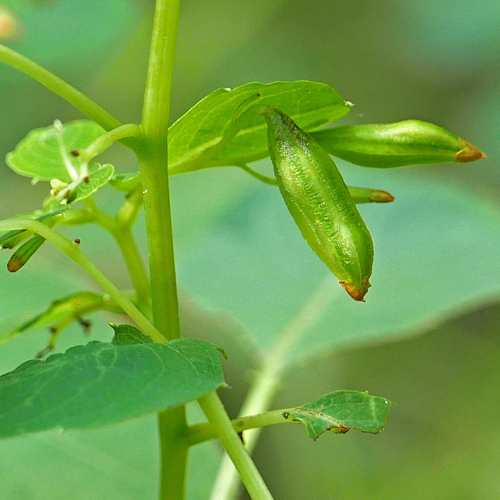 Loculicidal capsule of Impatiens capensis (Orange Jewelweed) in October.