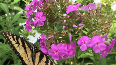 Phlox paniculata (Garden Phlox) magenta flowers with eastern tiger swallowtail butterfly in August