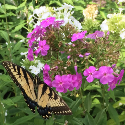 Phlox paniculata (Garden Phlox) magenta flowers with eastern tiger swallowtail butterfly in August