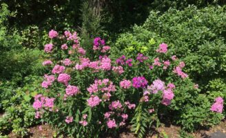 Phlox paniculata (Garden Phlox) pink and magenta flowers en masse at Meadowlark Botanical Gardens in July