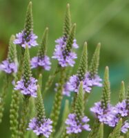 Panicles of flower spikes of Verbena hastata (blue vervain)