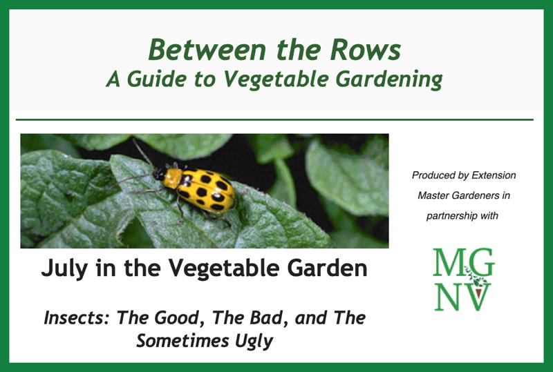 July in the Vegetable Garden - Insects: The Good, the Bad, and The Ugly