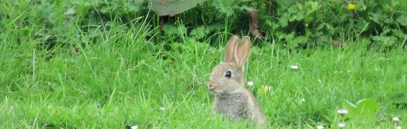 bunny in grass
