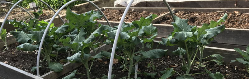 Kale bed under hoops