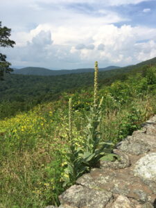 Mullein (Verbascum thapsus)