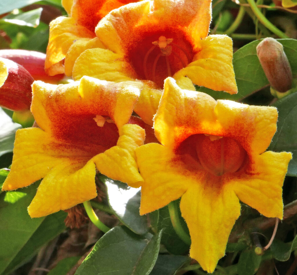 Bignonia capreolata flowers