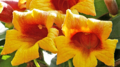 Bignonia capreolata flowers
