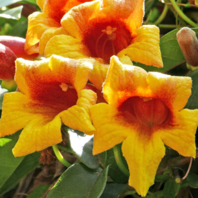 Bignonia capreolata flowers
