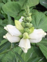 Chelone glabra