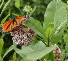 The clustered flowers and the foliage (that is food for developing caterpillars) of Asclepias syriaca in Simpson's Pollinator Garden in June attracts monarch butterflies. Common milkweed's intoxicating flower fragrance attracts moths and bees, the latter which are its most important pollinators.