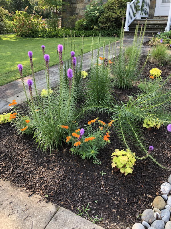Garden with Liatris spicata and Asclepias tuberosa