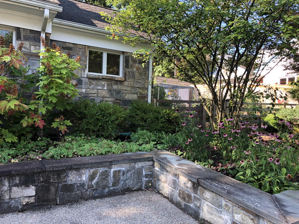Garden wall with native plants behind