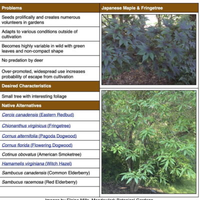 Invasive Japanese Maple table from factsheet