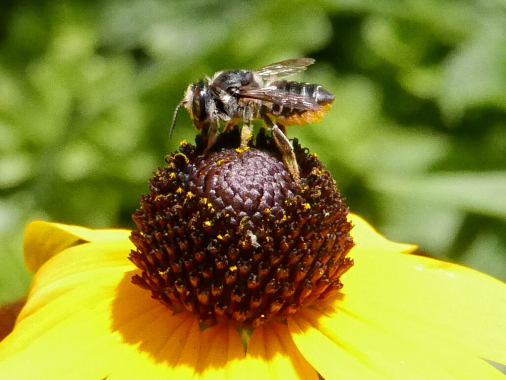 Rudbeckia fulgida (Orange Coneflower) 'Goldsturm' with leaf cutter bee