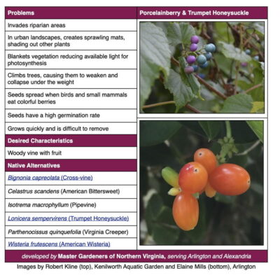 Porcelainberry (Ampelopsis brevipendiculata) Invasive Plant Factsheet table