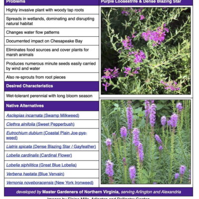 Invasive Purple Loosestrife Table