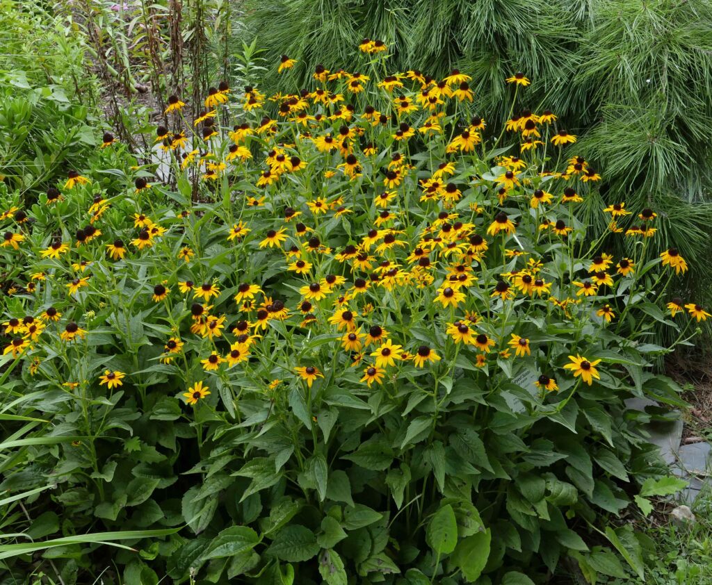 Rudbeckia fulgida (Orange Coneflower, maybe 'Goldsturm') at SImpson Park demonstration Garden