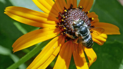 Rudbeckia fulgida (Orange Coneflower) 'Goldsturm' with leaf cutter bee