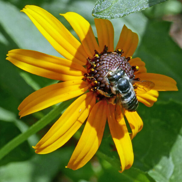 Rudbeckia fulgida (Orange Coneflower) 'Goldsturm' with leaf cutter bee
