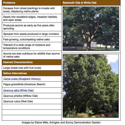 Sawtooth Oak Invasive Plant Factsheet