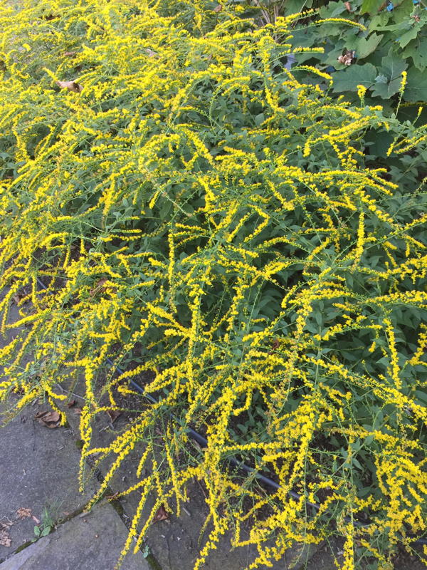 Solidago (goldenrod)