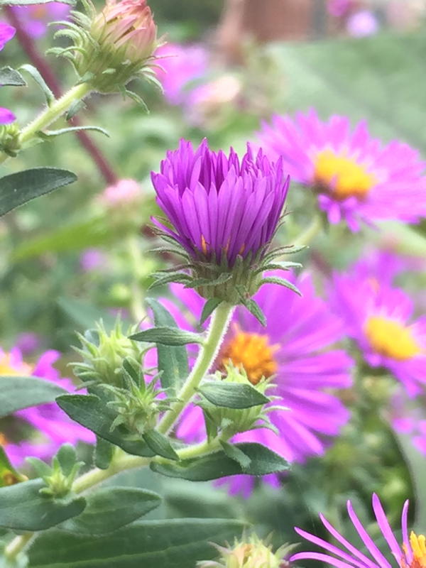 Symphyotrichum novae angliea 'Purple dome' flower buds