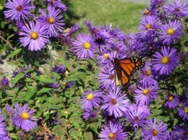 Plant asters in spring to draw Monarch butterflies in fall.
