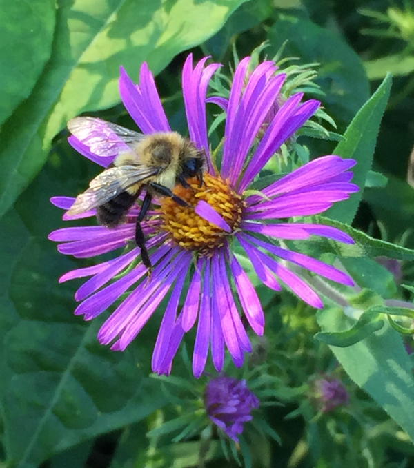 Symphyotrichum novae angliea with bumble bee
