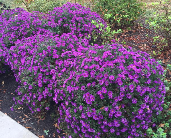 Symphyotrichum novae angliea 'Purple dome' in bloom
