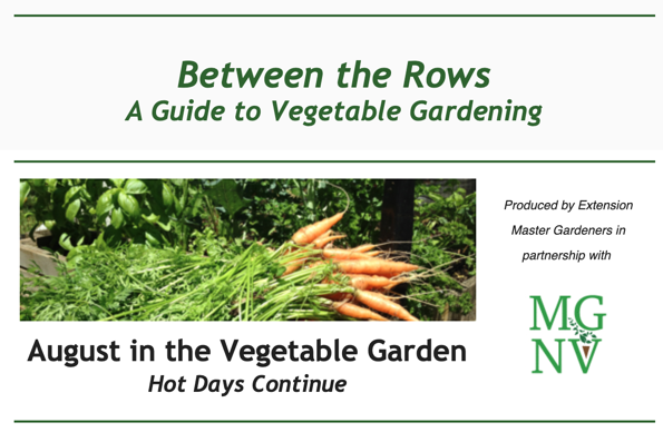 August in the Vegetable Garden - Hot Days Continue