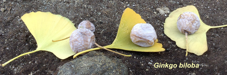 Gingko leaves and pods