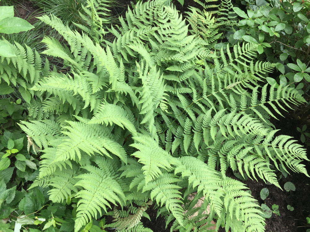 Dryopteris marginalis (marginal wood fern