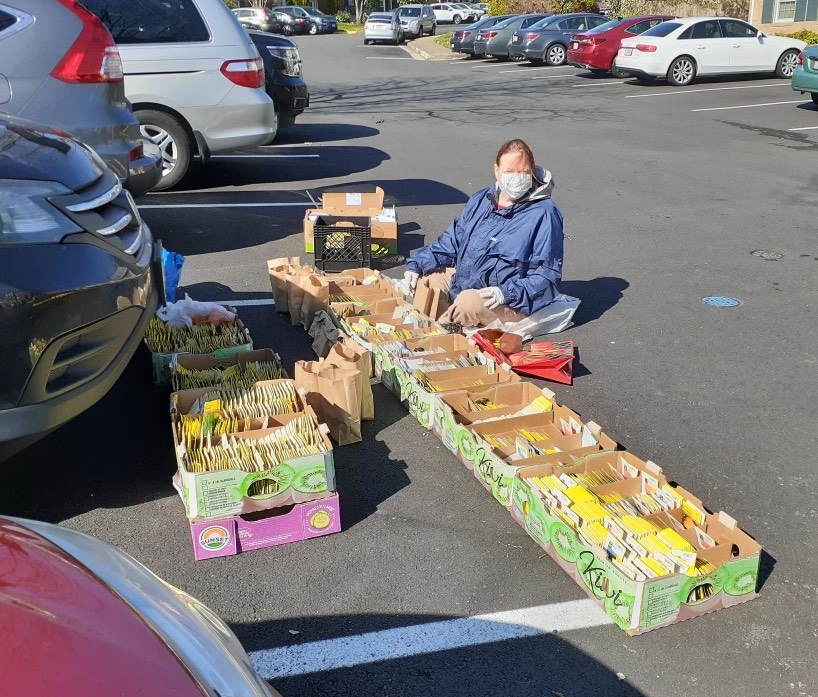 Rhonda Collier distributes seeds from a parking lot in early April of 2020.