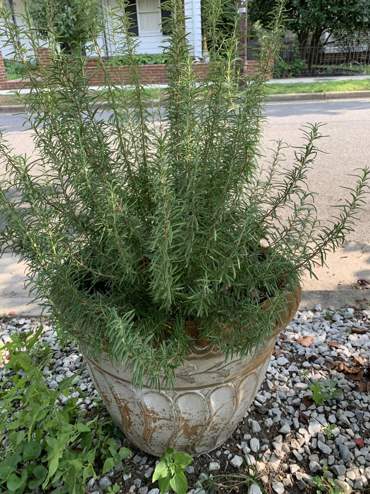 Robbie Randolph’s rosemary plant at toddler height.