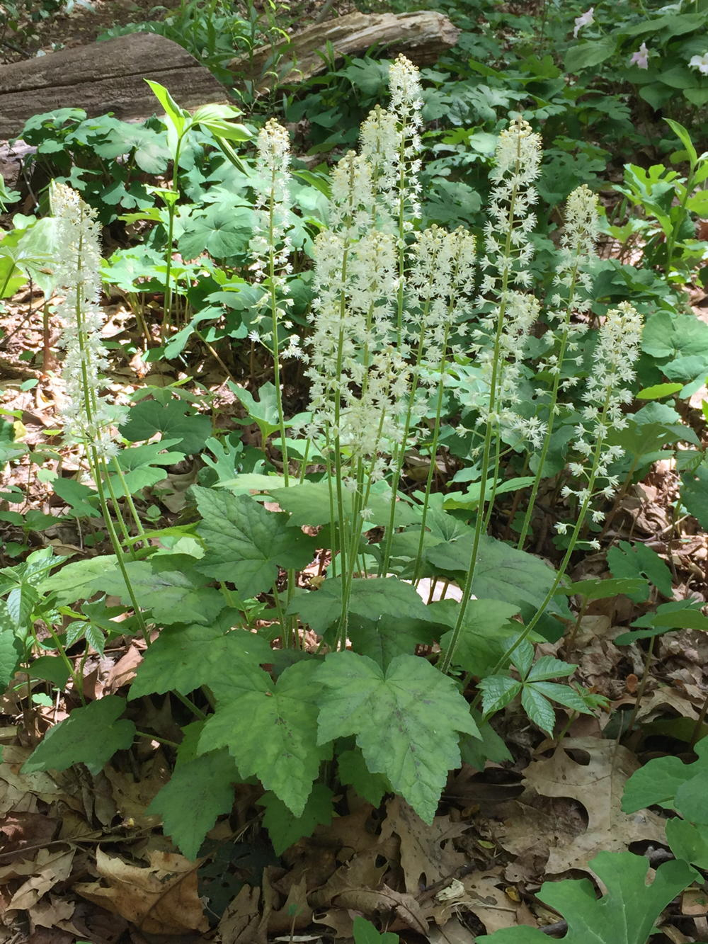 Tiarella cordifolia (foamflower)