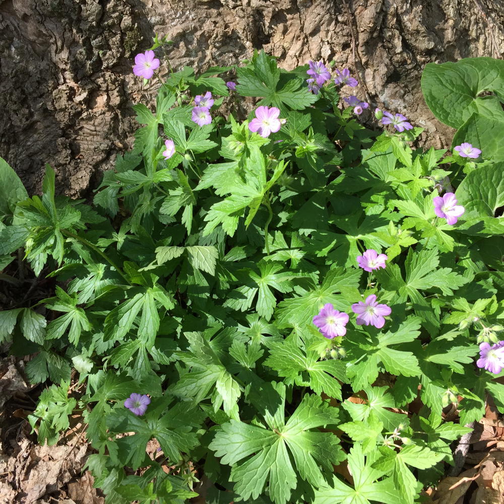 Geranium maculatum (wild geranium)
