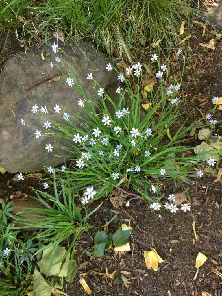 Flowering clump of Sisyrinchium angustifolium (blue-eyed grass) in May
