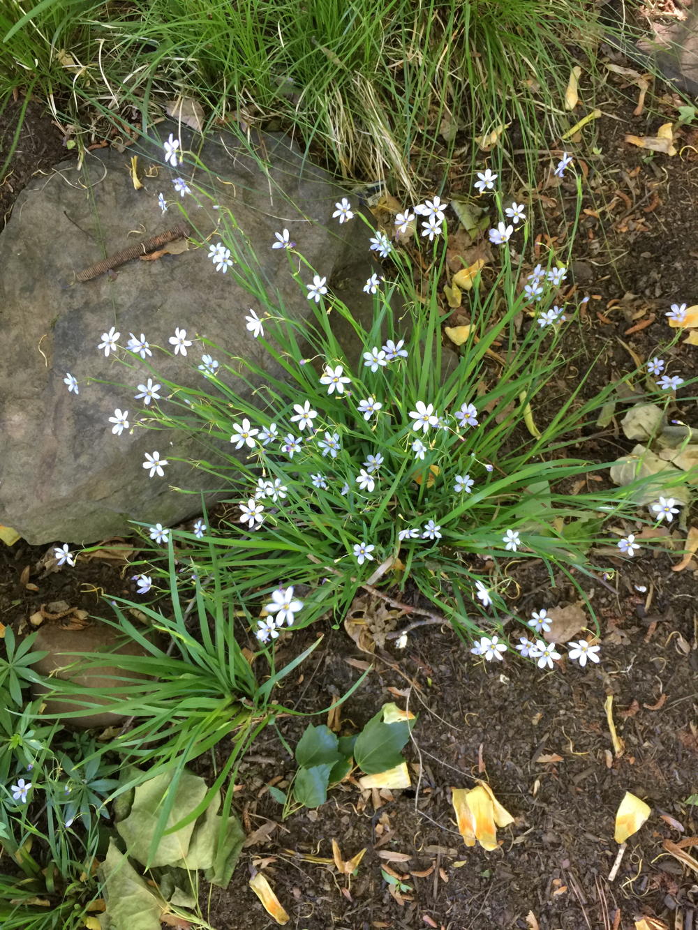 Sisyrinchium angustifolium (blue-eyed grass)