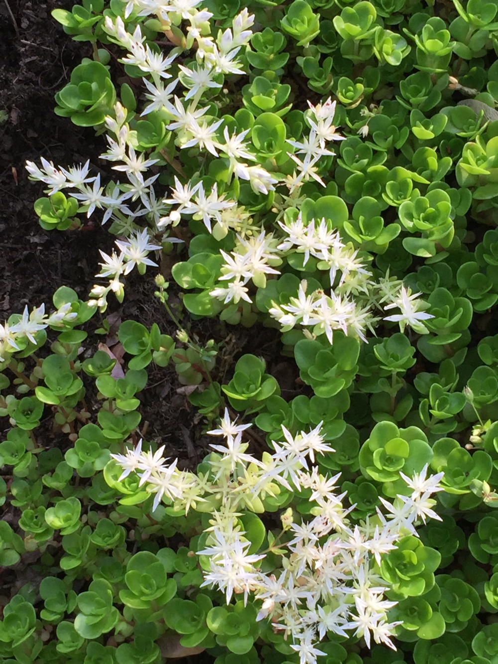Sedum ternatum (wild stonecrop)