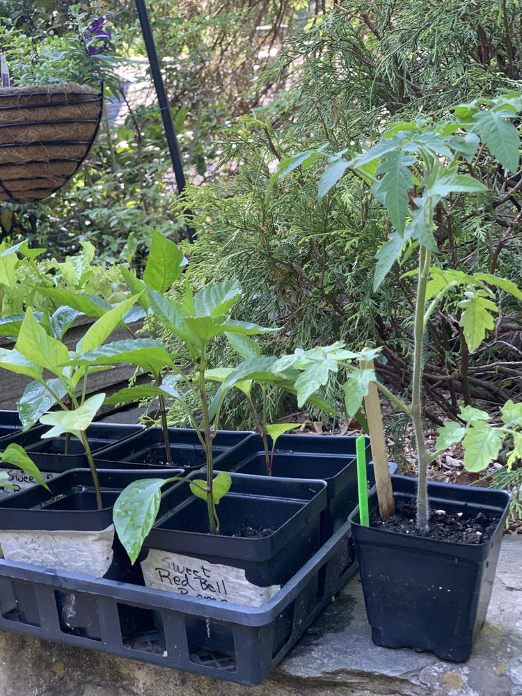 Vegetable plants grown in Lynn Berry’s seed center.