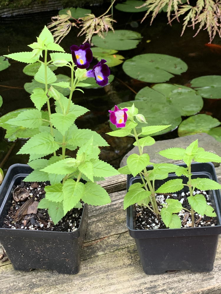 Torenia flowers for distribution to seniors.