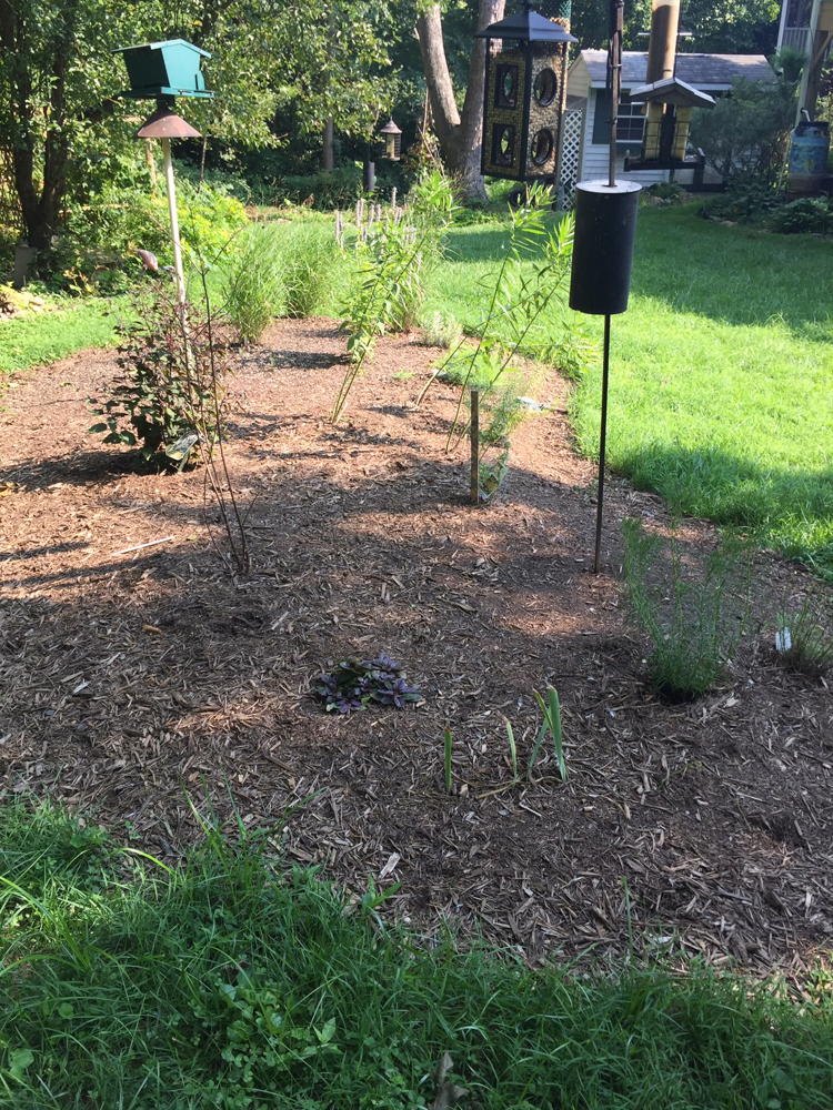 Raised berm pollinator plot to divert stormwater.
