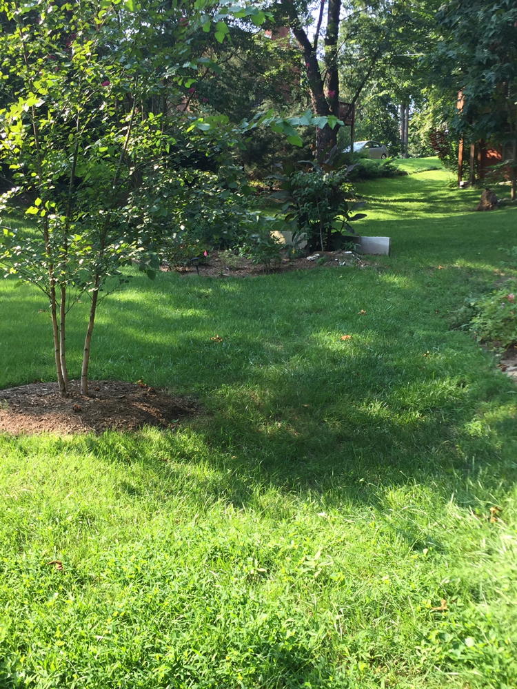 Collaborative landscaping with river birch trees.