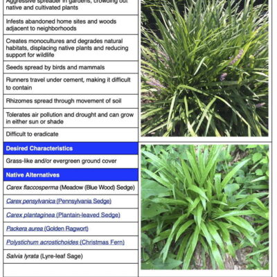 Creeping Liriope Table