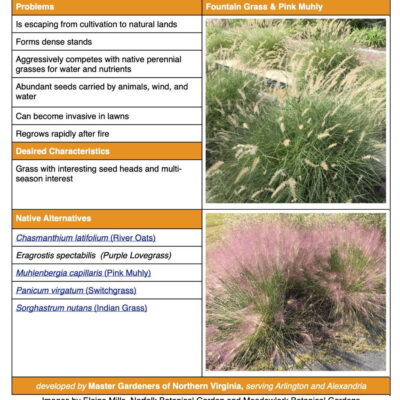 Fountain Grass Factsheet table