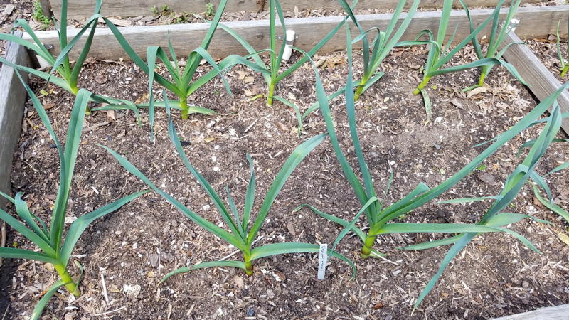 Garlic growing in OVG